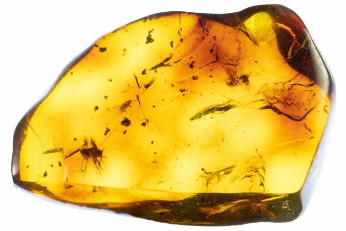 Fossil Amber With Insect Inclusion ( g) - Mexico #104243